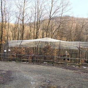 Northern Lynx exhibit