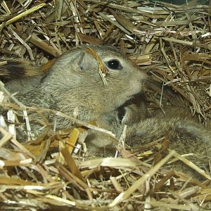 Richardson's Ground Squirrel