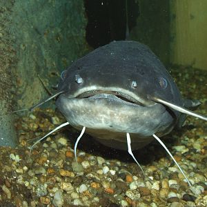 European Catfish