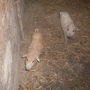 Mangalitsa pigs