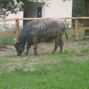 Domestic water buffalo