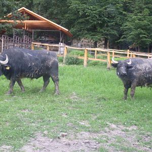 Domestic water buffalo