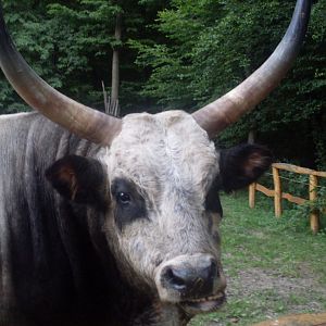 Hungarian grey bull
