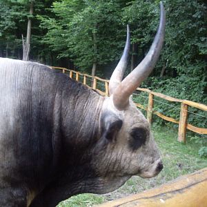 Hungarian grey bull