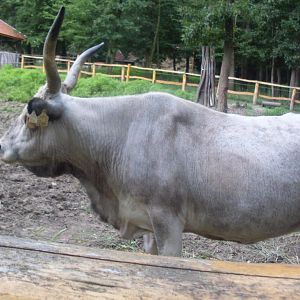 Hungarian grey cow