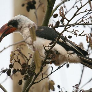 Von der Deckens Hornbill #1