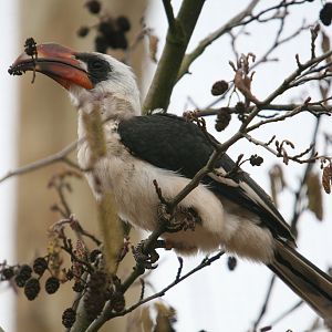 Von der Deckens Hornbill #2