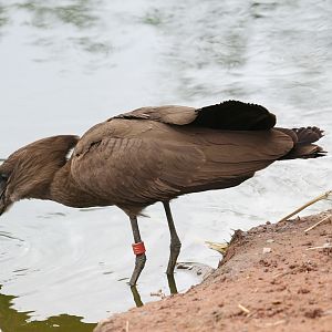 Hamerkop