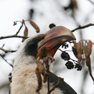 Von der Deckens Hornbill #3