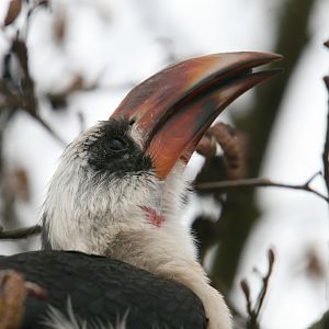 Von der Deckens Hornbill #4