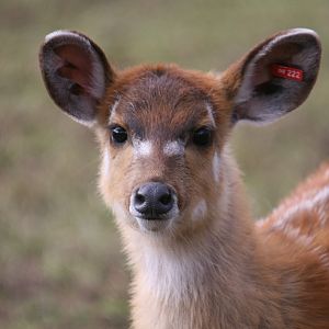Sitatunga #1