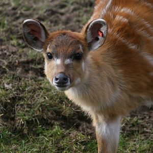 Sitatunga #2