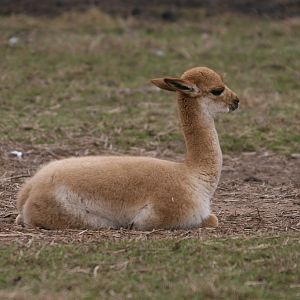 Baby Vicuna