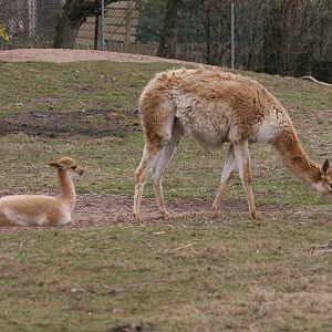 Vicuna Mother and Young