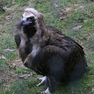 Eurasian Black Vulture