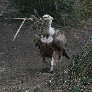 Griffon Vulture With Nesting Material #1