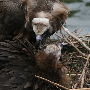 Preening