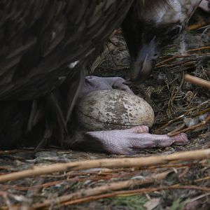 Black Vulture Egg