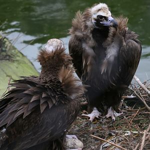 Eurasian Black Vultures #1