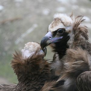 Eurasian Black Vultures #2