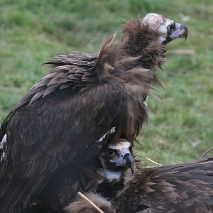 Eurasian Black Vultures #3