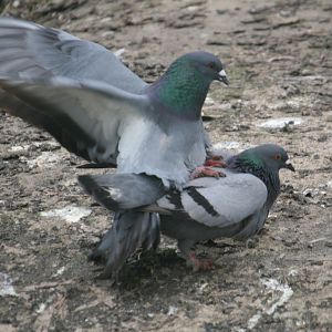 Rock Doves (Columba livia) Mating