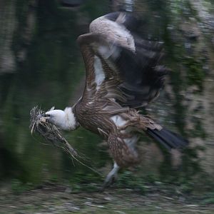 Griffon Vulture With Nesting Material #6