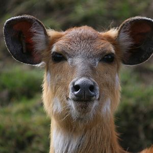 Sitatunga #3