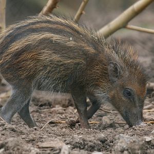 Visayan Warty Piglet