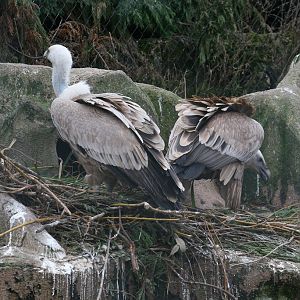 Griffon Vultures