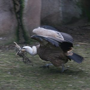 Griffon Vulture With Nesting Material #4