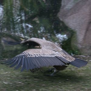 Griffon Vulture With Nesting Material #5