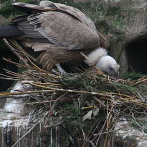 Placing Nesting Material