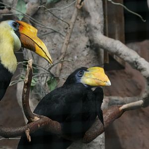 Wrinkled Hornbills
