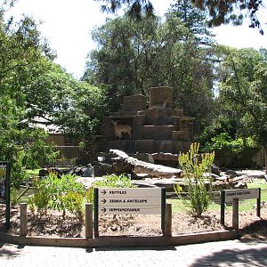 Adelaide Zoo 2008 - Barbary Sheep exhibit
