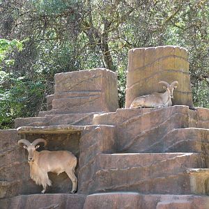 Adelaide Zoo 2008 - Barbary Sheep on the rock