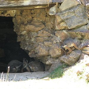 Adelaide Zoo 2008 - Yellow-footed Rock-wallaby