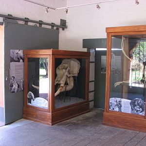 Adelaide Zoo 2008 - Museum about the zoo and its past elephant keeping