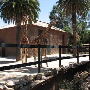 Adelaide Zoo 2008 - Giraffe exhibit