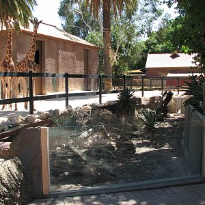 Adelaide Zoo 2008 - Giraffe and Meerkat exhibits