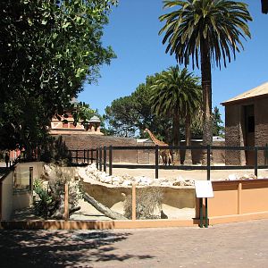 Adelaide Zoo 2008 - Side view of the Giraffe exhibit