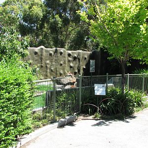 Adelaide Zoo 2008 - Front of the Syrian Brown Bear exhibit