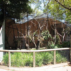 Adelaide Zoo 2008 - Lion-tailed Macaque enclosure
