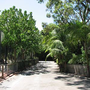 Adelaide Zoo 2008 - African Lion enclosure to the left and Tree Kangaroo ex