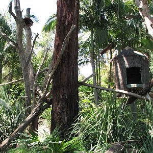 Adelaide Zoo 2008 - Matschie Tree-kangaroo exhibit
