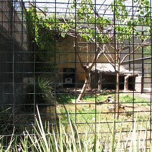 Adelaide Zoo 2008 - Side enclosure for African Lions
