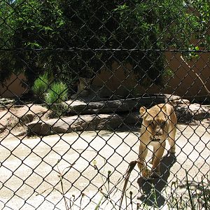 Adelaide Zoo 2008 - African Lionesses