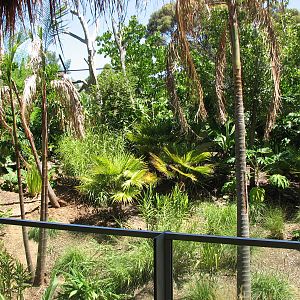 Adelaide Zoo 2008 - View into the Sumatran Tiger exhibit