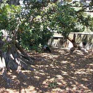 Adelaide Zoo 2008 - Part of the fine Malayan Tapir exhibit