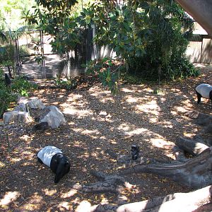 Adelaide Zoo 2008 - Part of the fine Malayan Tapir exhibit